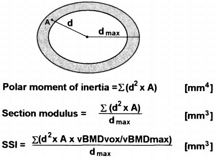 circular cross section definition
